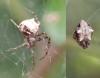 Ero tuberculata